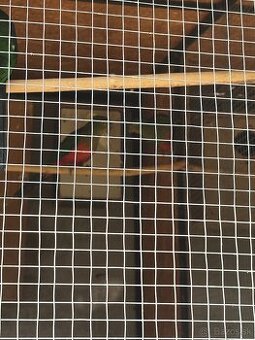 Oranžový penant, Žltohlavú rozelu, Kraľovaky, Spievava