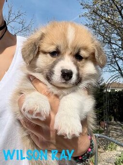 Welsh corgi pembroke s PP