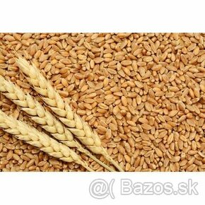 Predám pšenicu