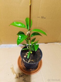 Stromček citrónovník výška 30cm - 1