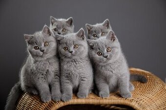 🐱 Hľadáme otrokov Teda... ehm... milujúcich majiteľov