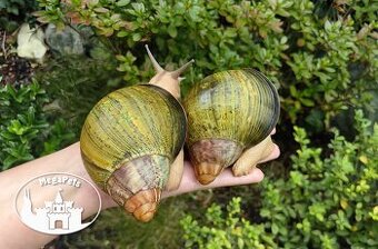Africké slimáky Archachatina ventricosa / Achatina  terárium
