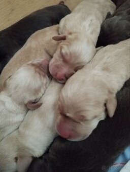 Šteniatka labradora