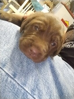 Šteniatka labradora