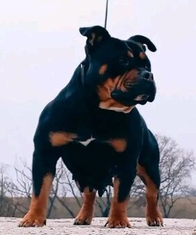 American bully pocket