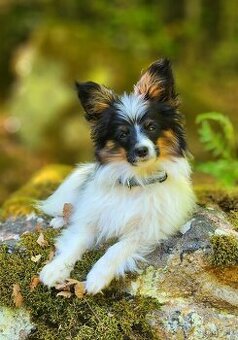 Papillon s PP