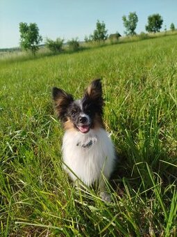 Papillon s PP