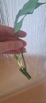 Monstera albo
