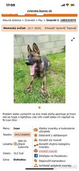 Nemecky ovčiak