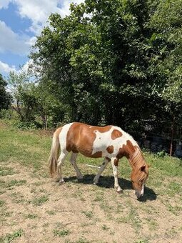Pony kobylka (žrebná)