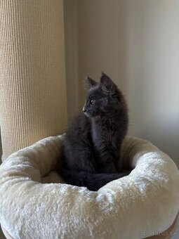 Maine coon , Mainská Mývalia, MCO
