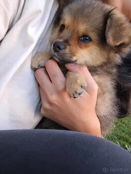 šteniatko čivava pomeranian