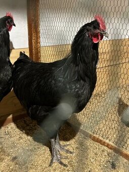 Kohút Australorp