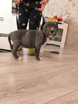 American bully XL