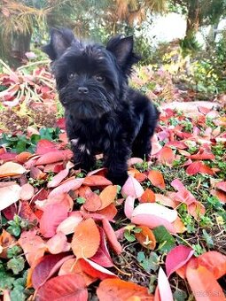 Yorkshire terrier Black - šteniatka s PP