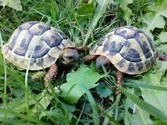 Suchozemská korytnačka - 1