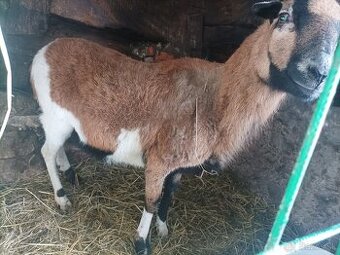 Predam kamerunsku ovcu