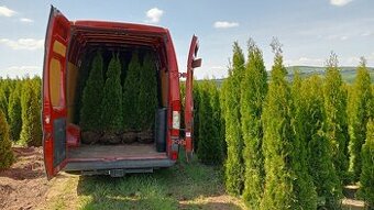 Tuja Smaragd, vavrínovec, červienka - Zvolen