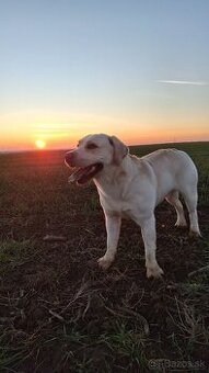Labradon na krytie