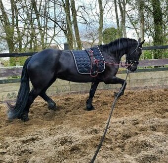 Predám dva frízske kone