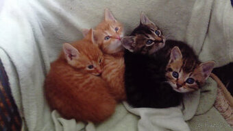 Darujem mačiatka - 1