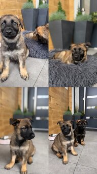 Šteniatka nemeckého ovčiaka - 1