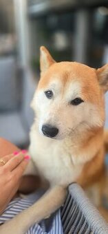Shiba Inu