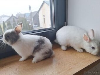 Predam zakrsle kraliky