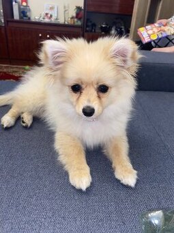 Miniatúrny Pomerian (trpaslíci špic)