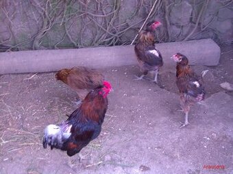 araucana