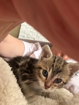 Mačiatka na adopciu - darujeme
