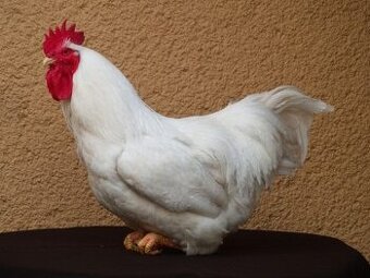 Kohut plymutky bielej
