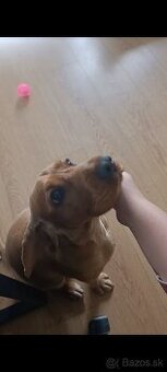 Darujem fenku angkicky kokerspaniel