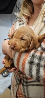 Maďarská vyžla šteniatka