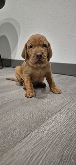 Maďarská vyžla šteniatka