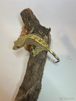 Pagekon Riasnatý samica