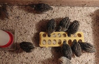 Prepelica japonská kohúti