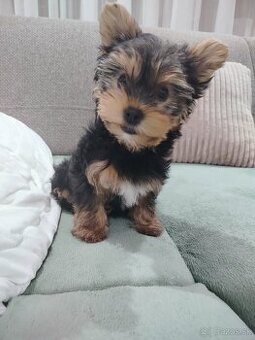 Yorkshire terrier