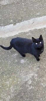 Darujem cierne mačiatka