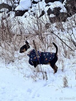 Bulterier, bullterrier
