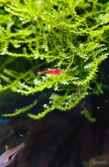 Krevetky neocaridina