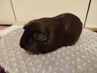 Morské prasiatko,morča s VP -krátkosrsté