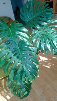 Monstera deliciosa