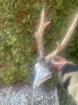 Trofej ,srnec ,parohy ,parozie