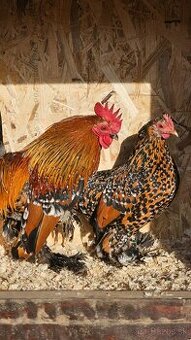 NV Milflerka zlatý porcelán