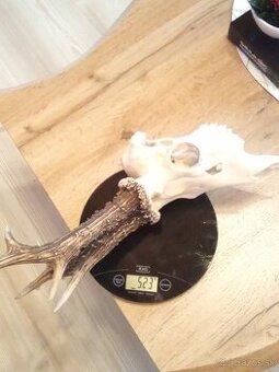 Parohy parožie trofej