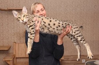 Savannah macka