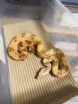 Boa Constrictor - Velhad královsky