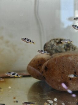 Melanochromis auratus