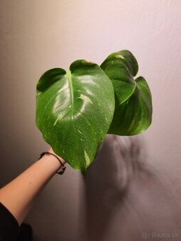 Monstera thai constellation odrezky